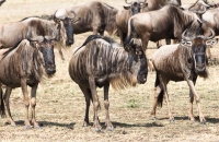 Wildebeests standing around